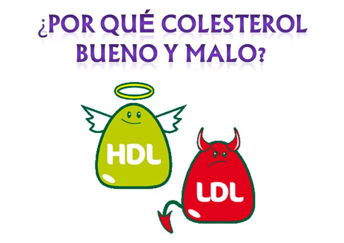 que es colesterol hdl y ldl